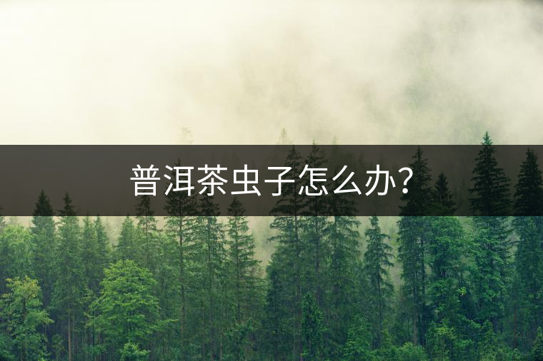 普洱茶蟲子怎么辦？