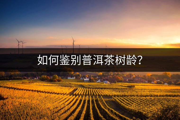 如何鑒別普洱茶樹(shù)齡？