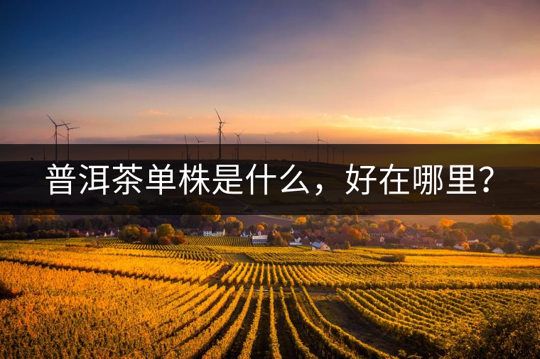 普洱茶單株是什么，好在哪里？