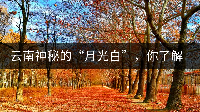 云南神秘的“月光白”，你了解多少？