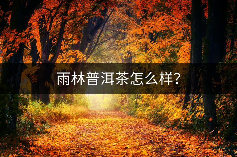 雨林普洱茶怎么樣？