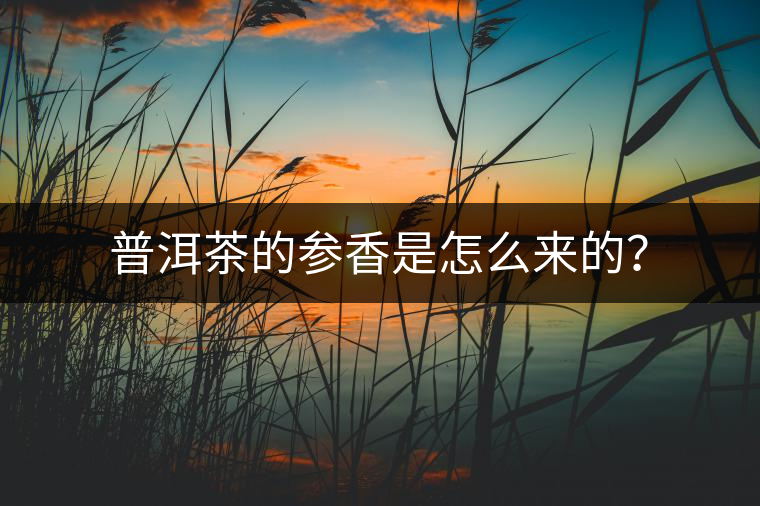 普洱茶的參香是怎么來的？