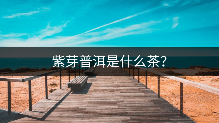 紫芽普洱是什么茶？