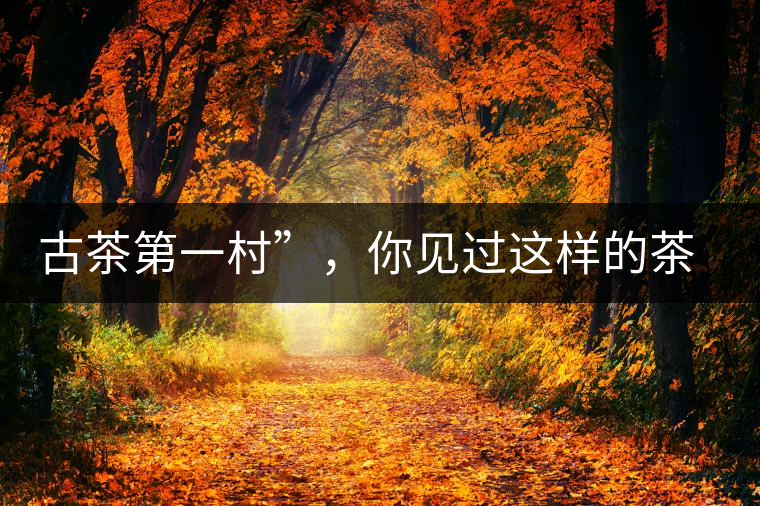 古茶第一村”，你見過這樣的茶樹嗎？