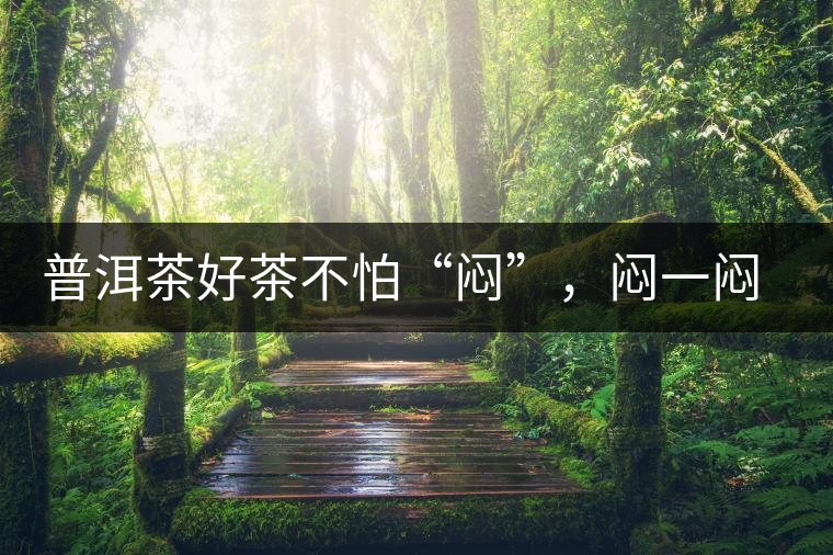 普洱茶好茶不怕“悶”，悶一悶看本味