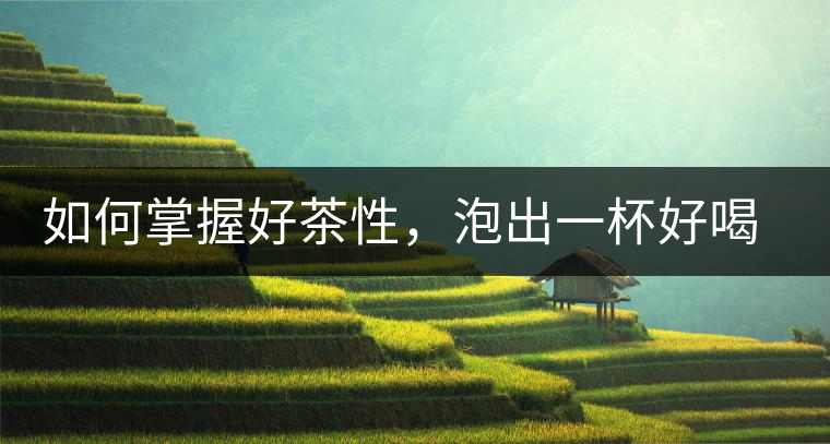 如何掌握好茶性，泡出一杯好喝的普洱熟茶？