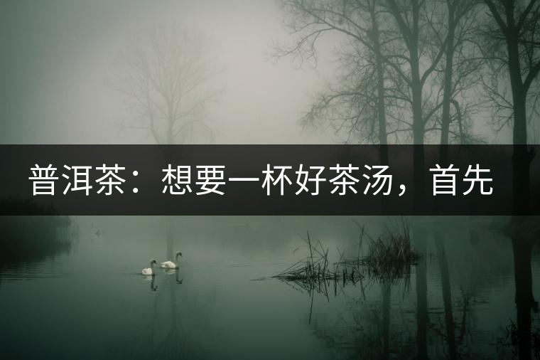 普洱茶：想要一杯好茶湯，首先要會醒茶