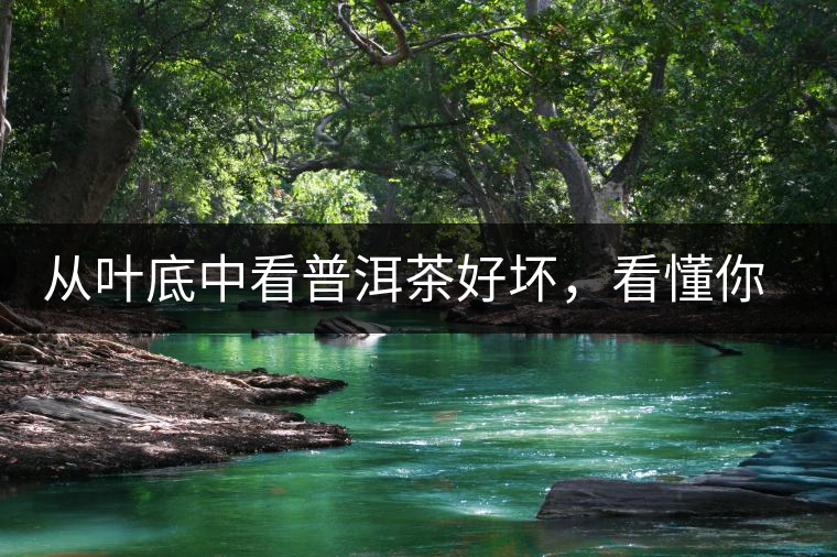 從葉底中看普洱茶好壞，看懂你就是真正的茶界高手！