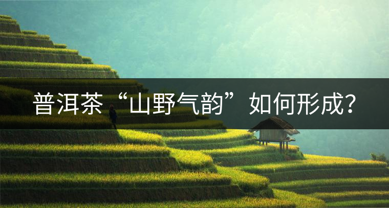 普洱茶“山野氣韻”如何形成？