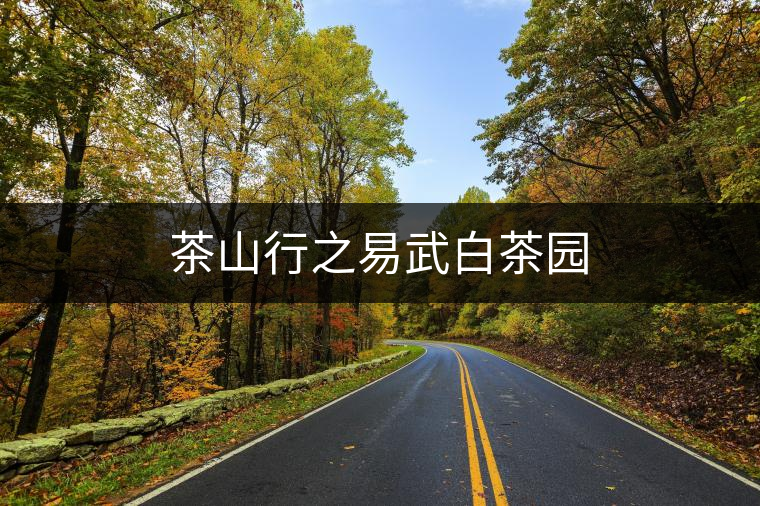 茶山行之易武白茶園 茶山行之易武白茶園