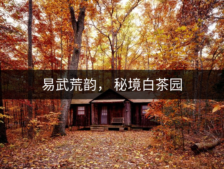 易武荒韻， 秘境白茶園
