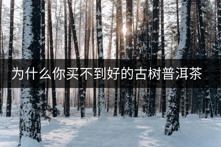 為什么你買不到好的古樹普洱茶？買茶防坑指南，看完就有收獲！