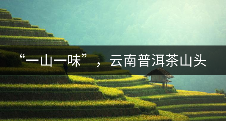 “一山一味”，云南普洱茶山頭茶的真實(shí)意義！