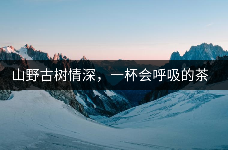 山野古樹情深，一杯會呼吸的茶滋味