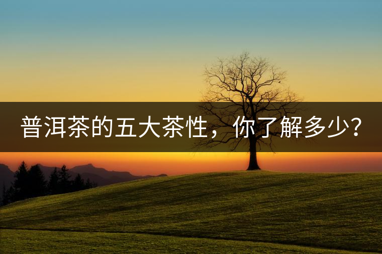 普洱茶的五大茶性，你了解多少？