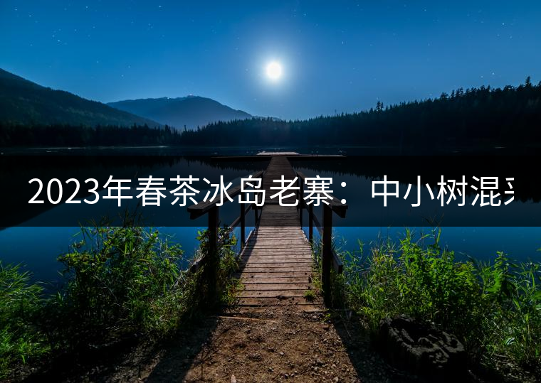 2023年春茶冰島老寨：中小樹混采2500-3000元／公斤，大樹：7000-8000元／公斤，古樹混采：28000-36000元／公斤