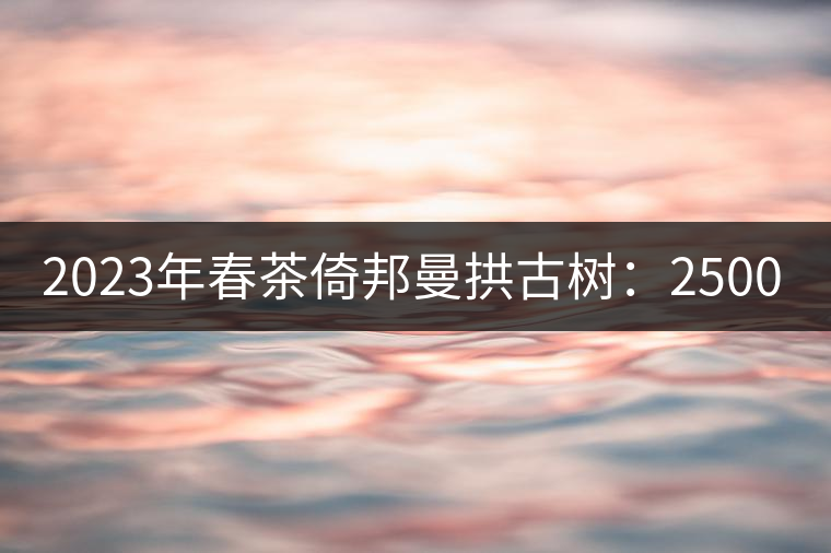 2023年春茶倚邦曼拱古樹(shù)：2500-3000元／公斤，貓耳朵6000元／公斤
