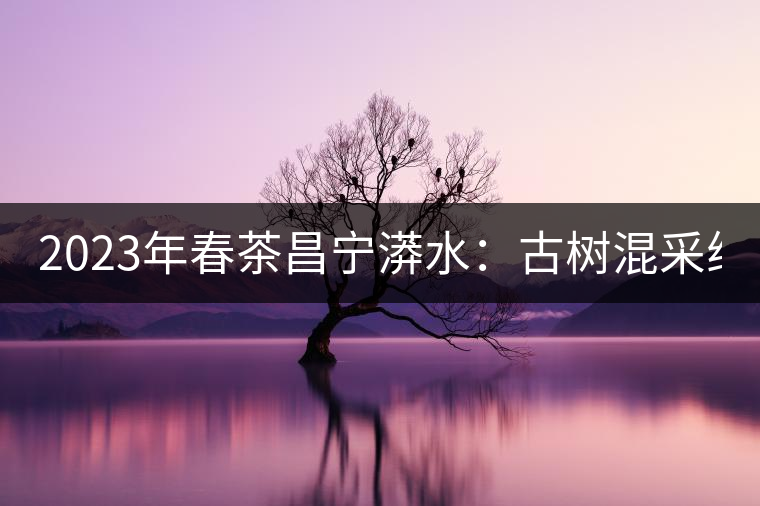 2023年春茶昌寧漭水：古樹混采純料480-600元／公斤，大樹360-420元／公斤，臺地260-300元／公斤，古樹單株均價880-1200元／公斤。