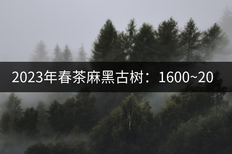 2023年春茶麻黑古樹:1600~2000元/公斤 2023年春茶麻黑古樹:1600~2000元/公斤