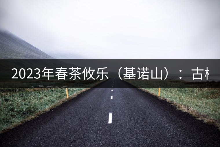 2023年春茶攸樂（基諾山）：古樹1200元／公斤，喬木：400-500元／公斤
