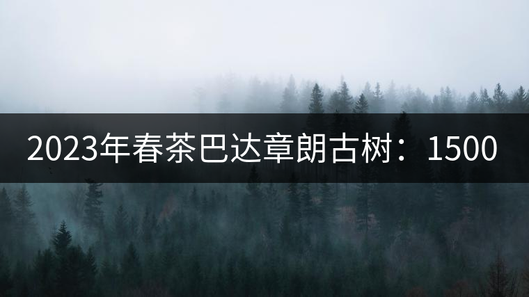 2023年春茶巴達(dá)章朗古樹：1500-1600元／公斤，喬木250元／公斤