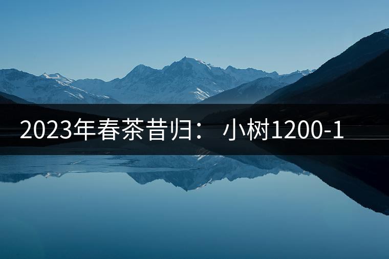 2023年春茶昔歸： 小樹1200-1600元／公斤，大樹4500-5200元／公斤，古樹7500-9000元／公斤.