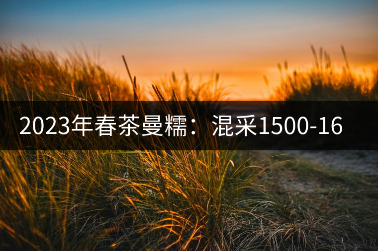 2023年春茶曼糯：混采1500-1600元／公斤，挑采2000-2400元／公斤