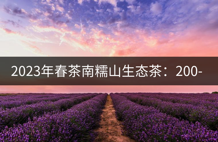 2023年春茶南糯山生態(tài)茶：200-300元／公斤，古樹：900-1500元／公斤