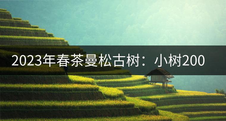 2023年春茶曼松古樹：小樹2000元／公斤，古樹：40000元／公斤