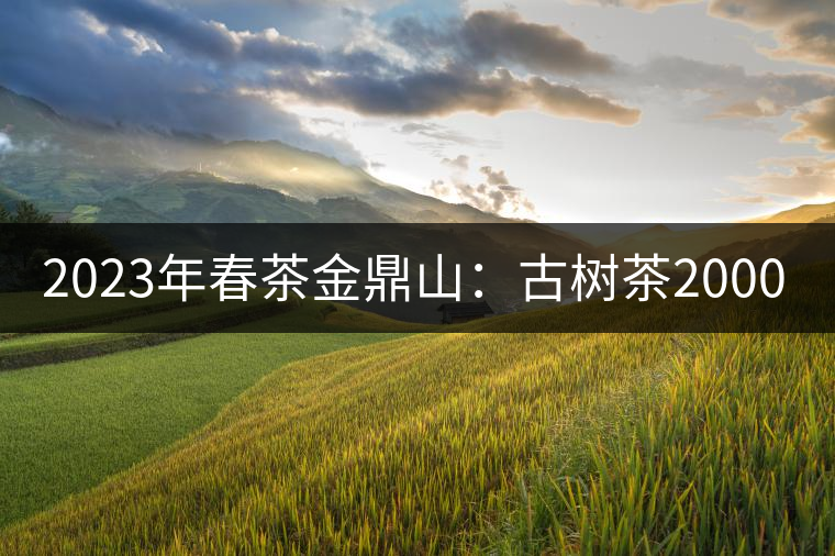 2023年春茶金鼎山:古樹(shù)茶2000-3000元/公斤 2023年春茶金鼎山:古樹(shù)茶2000-3000元/公斤