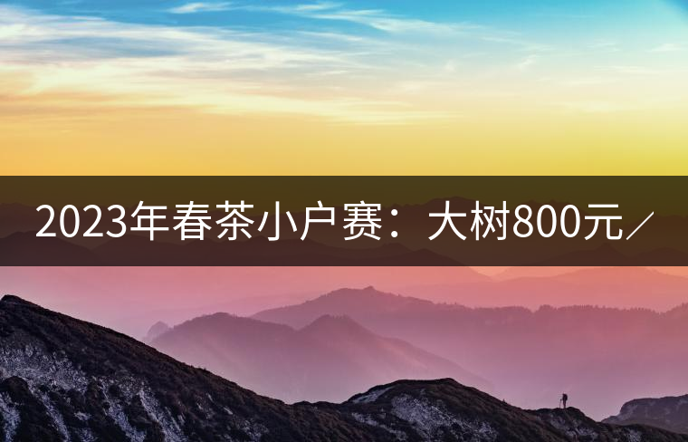 2023年春茶小戶賽：大樹800元／公斤，古樹1200-1300元／公斤