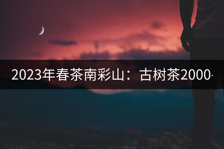 2023年春茶南彩山：古樹茶2000-2200元／公斤，大樹混采1200-1500元／公斤。