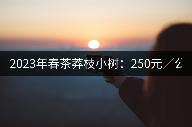 2023年春茶莽枝小樹：250元／公斤， 古樹：1000-1200元／公斤