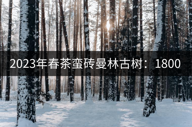 2023年春茶蠻磚曼林古樹:1800-2200元/公斤 2023年春茶蠻磚曼林古樹:1800-2200元/公斤