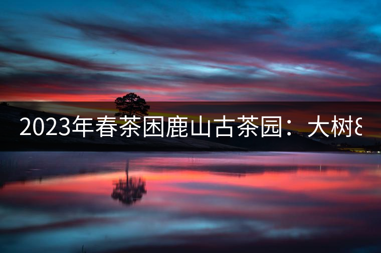 2023年春茶困鹿山古茶園：大樹8000-12000元／公斤，周邊小樹200-300元／公斤