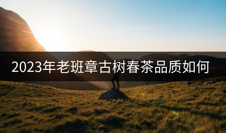 2023年老班章古樹春茶品質如何？