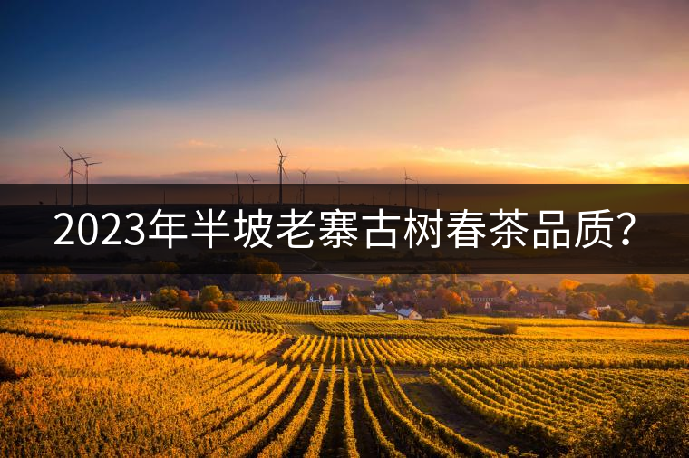 2023年半坡老寨古樹春茶品質(zhì)？
