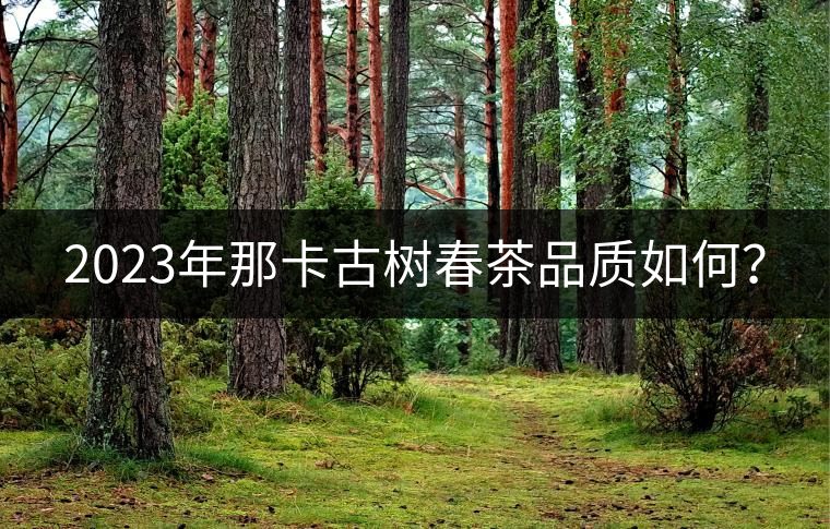 2023年那卡古樹(shù)春茶品質(zhì)如何？
