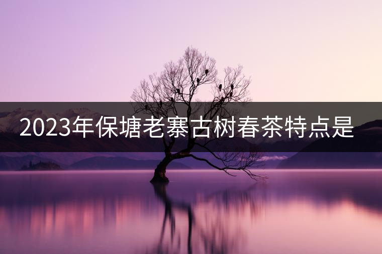 2023年保塘老寨古樹春茶特點(diǎn)是什么？