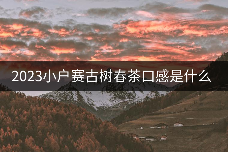 2023小戶(hù)賽古樹(shù)春茶口感是什么？