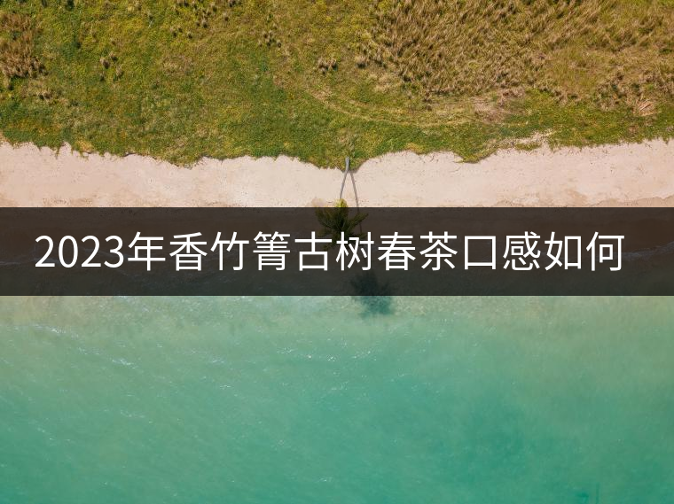 2023年香竹箐古樹春茶口感如何？