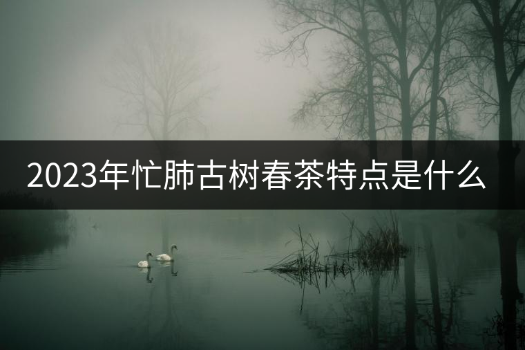2023年忙肺古樹春茶特點(diǎn)是什么？