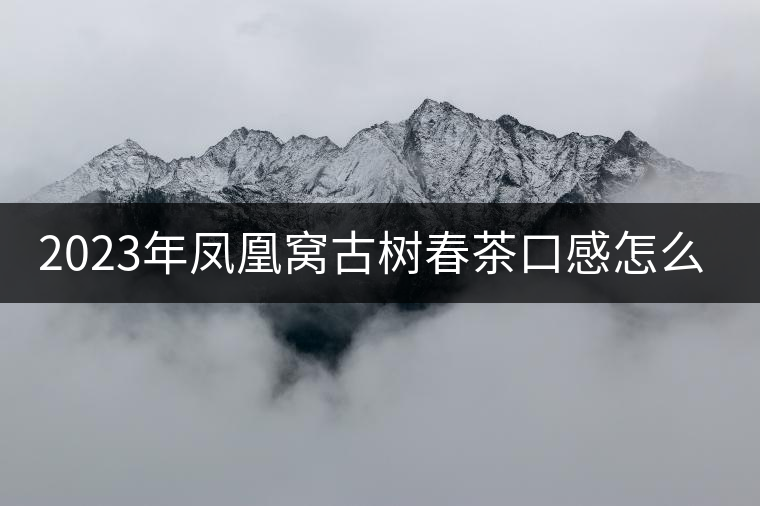 2023年鳳凰窩古樹春茶口感怎么樣？