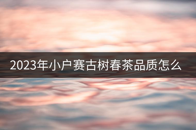 2023年小戶賽古樹春茶品質(zhì)怎么樣？