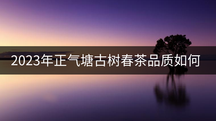 2023年正氣塘古樹春茶品質(zhì)如何？