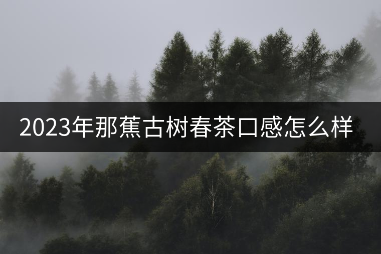 2023年那蕉古樹春茶口感怎么樣? 2023年那蕉古樹春茶口感怎么樣?
