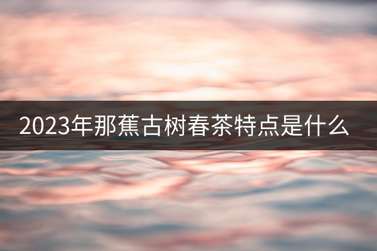 2023年那蕉古樹春茶特點(diǎn)是什么？