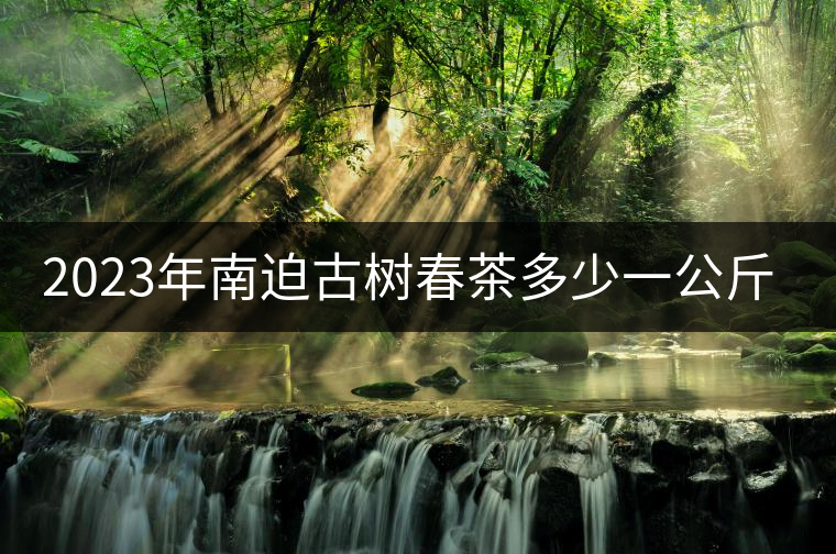 2023年南迫古樹春茶多少一公斤？