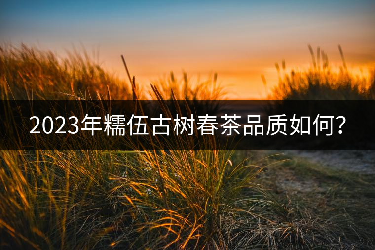2023年糯伍古樹春茶品質(zhì)如何？