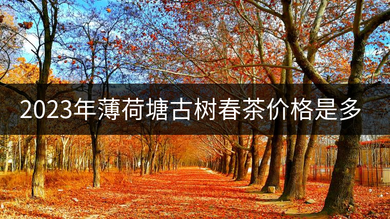 2023年薄荷塘古樹春茶價格是多少？